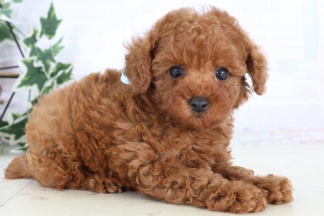 福岡県のトイプードル(トイ) (Coo&RIKU筑後店/2025年11月25日生まれ/男の子/アプリコット)の子犬の2枚目の画像