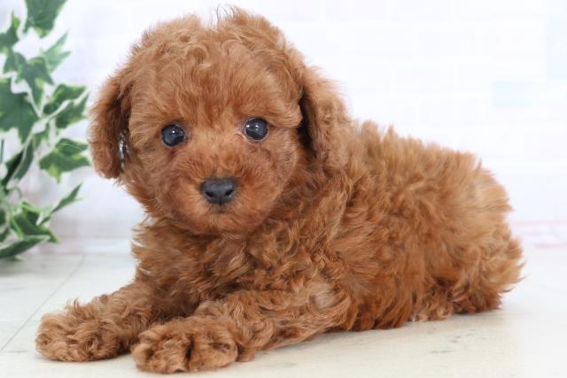 福岡県のトイプードル(トイ) (Coo&RIKU筑後店/2025年11月25日生まれ/男の子/アプリコット)の子犬の3枚目の画像