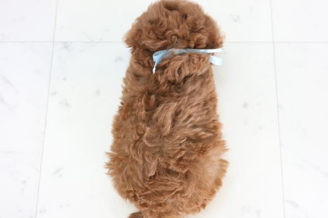 福岡県のトイプードル(トイ) (Coo&RIKU筑後店/2025年11月25日生まれ/男の子/アプリコット)の子犬の4枚目の画像