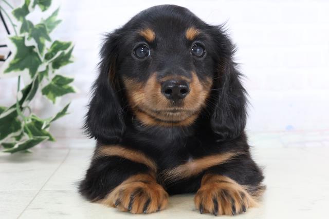 沖縄県のミニチュアダックスフンド(ロング) (Coo&RIKUイオン北谷店/2025年11月24日生まれ/男の子/ブラックタン)の子犬の1枚目の画像