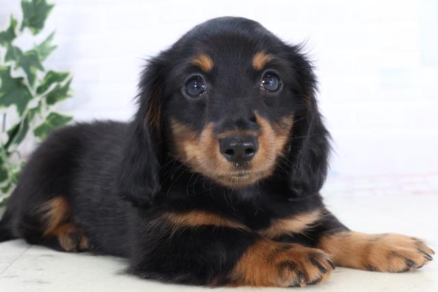 沖縄県のミニチュアダックスフンド(ロング) (Coo&RIKUイオン北谷店/2025年11月24日生まれ/男の子/ブラックタン)の子犬の2枚目の画像