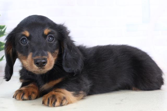 沖縄県のミニチュアダックスフンド(ロング) (Coo&RIKUイオン北谷店/2025年11月24日生まれ/男の子/ブラックタン)の子犬の3枚目の画像