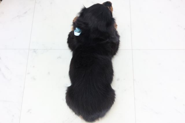 沖縄県のミニチュアダックスフンド(ロング) (Coo&RIKUイオン北谷店/2025年11月24日生まれ/男の子/ブラックタン)の子犬の4枚目の画像