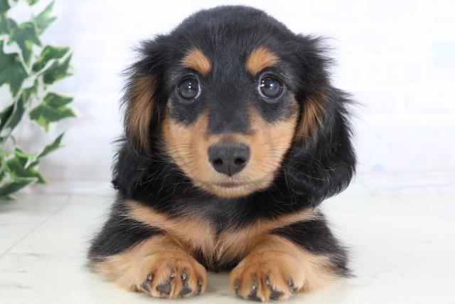 福岡県のミニチュアダックスフンド(ロング) (Coo&RIKUゆめタウン飯塚店/2025年11月24日生まれ/男の子/ブラックタン)の子犬の1枚目の画像