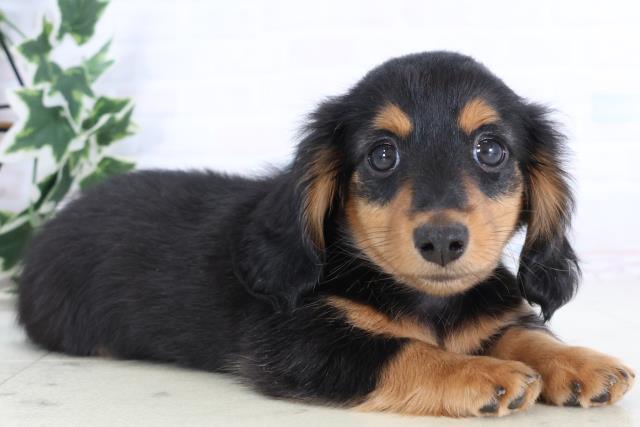 福岡県のミニチュアダックスフンド(ロング) (Coo&RIKUゆめタウン飯塚店/2025年11月24日生まれ/男の子/ブラックタン)の子犬の2枚目の画像