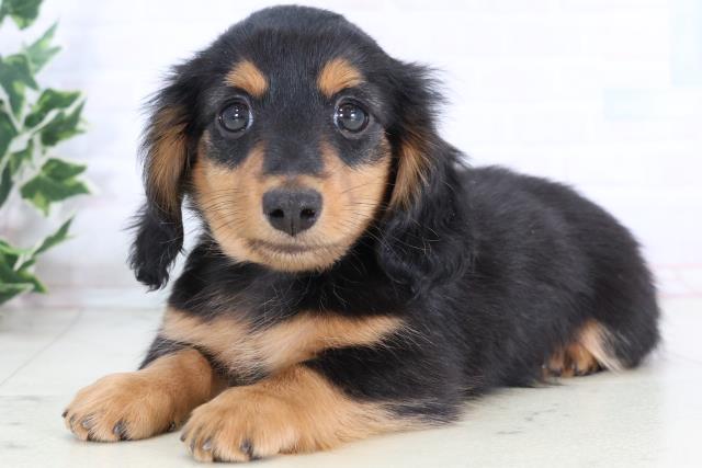 福岡県のミニチュアダックスフンド(ロング) (Coo&RIKUゆめタウン飯塚店/2025年11月24日生まれ/男の子/ブラックタン)の子犬の3枚目の画像