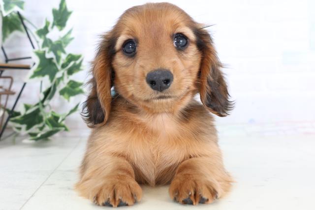 福岡県のミニチュアダックスフンド(ロング) (Coo&RIKUゆめタウン飯塚店/2025年11月24日生まれ/男の子/レッド)の子犬の1枚目の画像