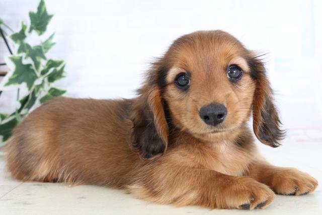 福岡県のミニチュアダックスフンド(ロング) (Coo&RIKUゆめタウン飯塚店/2025年11月24日生まれ/男の子/レッド)の子犬の2枚目の画像