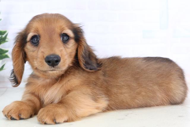 福岡県のミニチュアダックスフンド(ロング) (Coo&RIKUゆめタウン飯塚店/2025年11月24日生まれ/男の子/レッド)の子犬の3枚目の画像