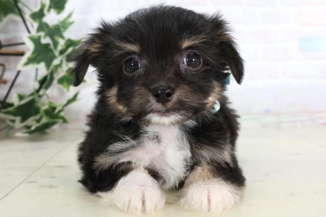 福岡県のチワマル/マルチワ(チワワ×マルチーズ) (Coo&RIKU筑後店/2025年11月20日生まれ/男の子/ブラックタンホワイト)の子犬の1枚目の画像