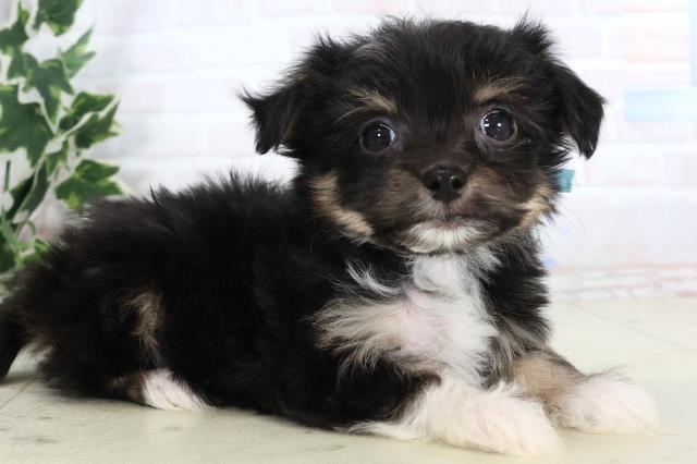 福岡県のチワマル/マルチワ(チワワ×マルチーズ) (Coo&RIKU筑後店/2025年11月20日生まれ/男の子/ブラックタンホワイト)の子犬の2枚目の画像