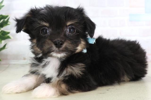 福岡県のチワマル/マルチワ(チワワ×マルチーズ) (Coo&RIKU筑後店/2025年11月20日生まれ/男の子/ブラックタンホワイト)の子犬の3枚目の画像