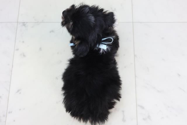 福岡県のチワマル/マルチワ(チワワ×マルチーズ) (Coo&RIKU筑後店/2025年11月20日生まれ/男の子/ブラックタンホワイト)の子犬の4枚目の画像