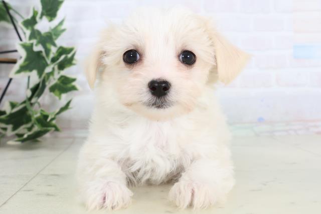 熊本県のチワマル/マルチワ(チワワ×マルチーズ) (Coo&RIKUイオンモール宇城店/2025年11月20日生まれ/男の子/クリーム)の子犬