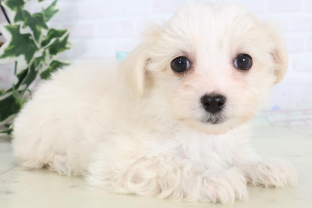 熊本県のチワマル/マルチワ(チワワ×マルチーズ) (Coo&RIKUイオンモール宇城店/2025年11月20日生まれ/男の子/クリーム)の子犬の2枚目の画像