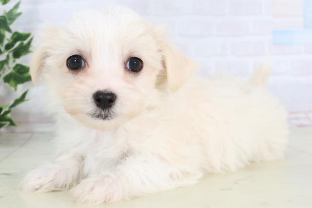 熊本県のチワマル/マルチワ(チワワ×マルチーズ) (Coo&RIKUイオンモール宇城店/2025年11月20日生まれ/男の子/クリーム)の子犬の3枚目の画像