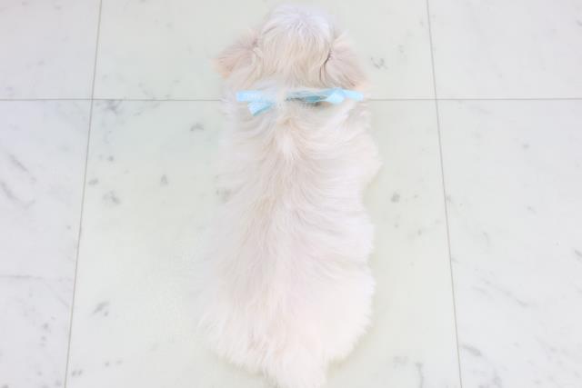 熊本県のチワマル/マルチワ(チワワ×マルチーズ) (Coo&RIKUイオンモール宇城店/2025年11月20日生まれ/男の子/クリーム)の子犬の4枚目の画像