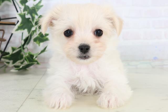 沖縄県のチワマル/マルチワ(チワワ×マルチーズ) (Coo&RIKUイーアス沖縄豊崎店/2025年11月20日生まれ/女の子/クリーム)の子犬の1枚目の画像