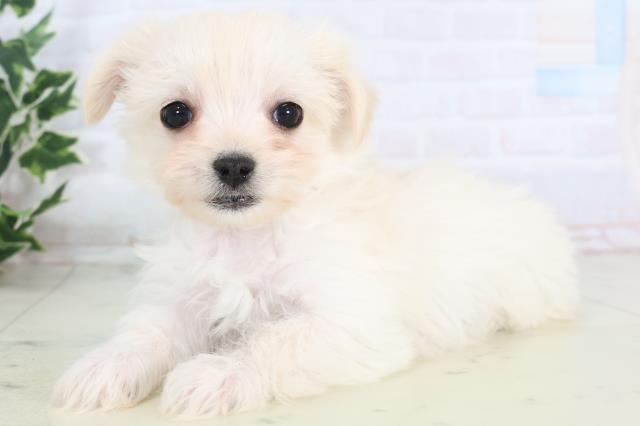 沖縄県のチワマル/マルチワ(チワワ×マルチーズ) (Coo&RIKUイーアス沖縄豊崎店/2025年11月20日生まれ/女の子/クリーム)の子犬の3枚目の画像