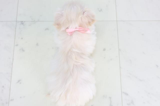沖縄県のチワマル/マルチワ(チワワ×マルチーズ) (Coo&RIKUイーアス沖縄豊崎店/2025年11月20日生まれ/女の子/クリーム)の子犬の4枚目の画像