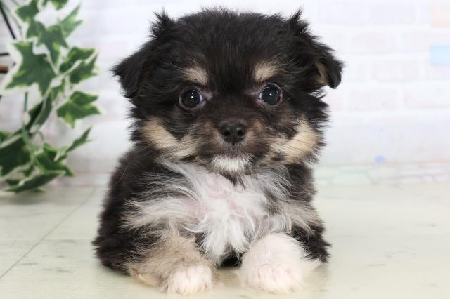 沖縄県のチワマル/マルチワ(チワワ×マルチーズ) (Coo&RIKUイオン北谷店/2025年11月20日生まれ/女の子/ブラックタンホワイト)の子犬の1枚目の画像