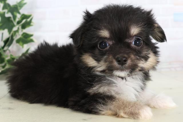 沖縄県のチワマル/マルチワ(チワワ×マルチーズ) (Coo&RIKUイオン北谷店/2025年11月20日生まれ/女の子/ブラックタンホワイト)の子犬の2枚目の画像