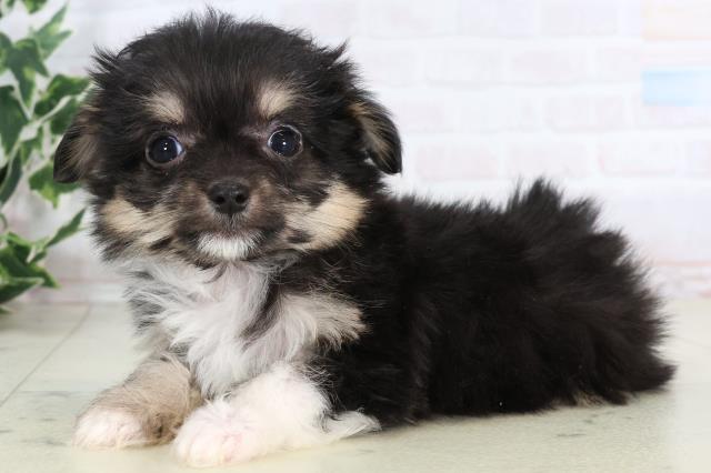 沖縄県のチワマル/マルチワ(チワワ×マルチーズ) (Coo&RIKUイオン北谷店/2025年11月20日生まれ/女の子/ブラックタンホワイト)の子犬の3枚目の画像