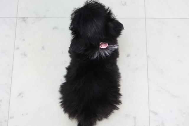 沖縄県のチワマル/マルチワ(チワワ×マルチーズ) (Coo&RIKUイオン北谷店/2025年11月20日生まれ/女の子/ブラックタンホワイト)の子犬の4枚目の画像