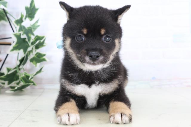 福岡県の豆柴 (Coo&RIKU久留米店/2025年11月24日生まれ/男の子/黒)の子犬の1枚目の画像