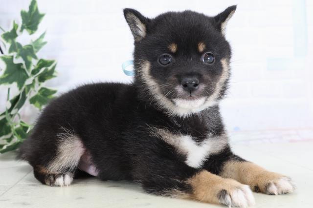 福岡県の豆柴 (Coo&RIKU久留米店/2025年11月24日生まれ/男の子/黒)の子犬の2枚目の画像