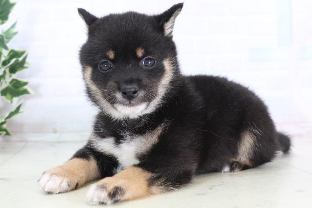 福岡県の豆柴 (Coo&RIKU久留米店/2025年11月24日生まれ/男の子/黒)の子犬の3枚目の画像