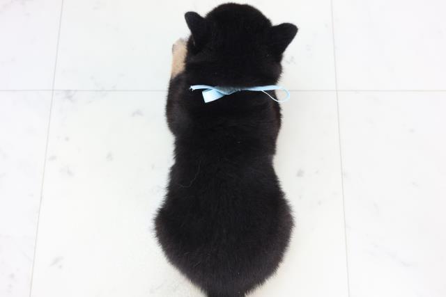 福岡県の豆柴 (Coo&RIKU久留米店/2025年11月24日生まれ/男の子/黒)の子犬の4枚目の画像