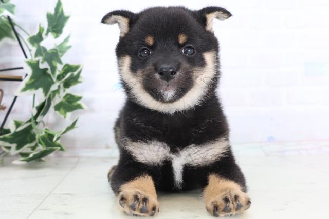 熊本県の豆柴 (Coo&RIKU熊本店/2025年11月24日生まれ/男の子/黒)の子犬