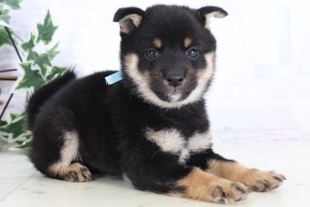 熊本県の豆柴 (Coo&RIKU熊本店/2025年11月24日生まれ/男の子/黒)の子犬の2枚目の画像