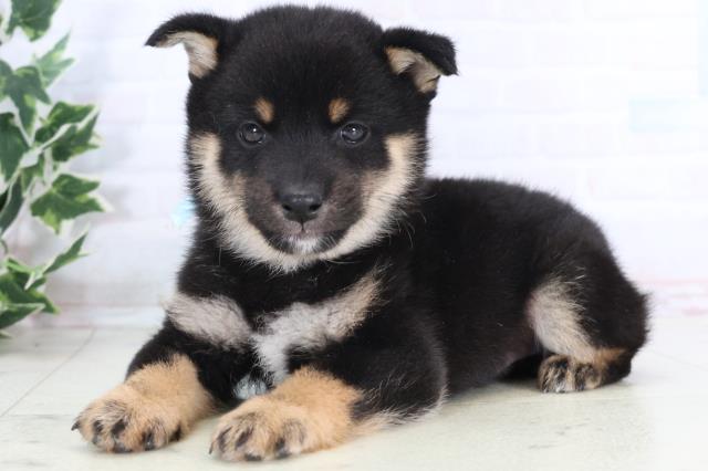 熊本県の豆柴 (Coo&RIKU熊本店/2025年11月24日生まれ/男の子/黒)の子犬の3枚目の画像