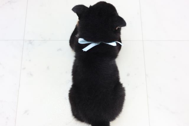 熊本県の豆柴 (Coo&RIKU熊本店/2025年11月24日生まれ/男の子/黒)の子犬の4枚目の画像