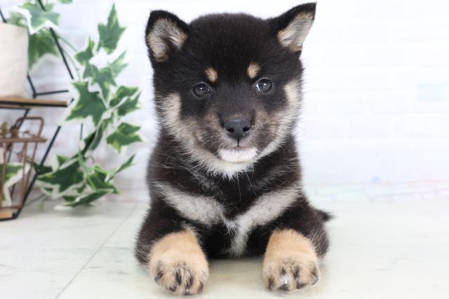 大分県の豆柴 (Coo&RIKU大分店/2025年11月24日生まれ/女の子/黒)の子犬の1枚目の画像