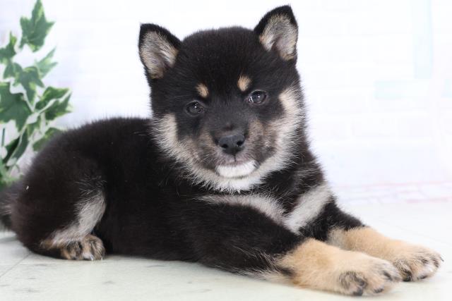 大分県の豆柴 (Coo&RIKU大分店/2025年11月24日生まれ/女の子/黒)の子犬の2枚目の画像