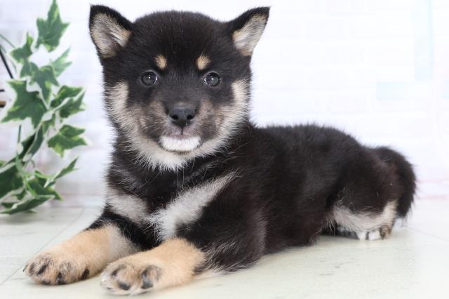 大分県の豆柴 (Coo&RIKU大分店/2025年11月24日生まれ/女の子/黒)の子犬の3枚目の画像