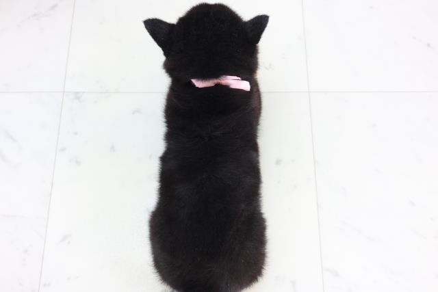 大分県の豆柴 (Coo&RIKU大分店/2025年11月24日生まれ/女の子/黒)の子犬の4枚目の画像