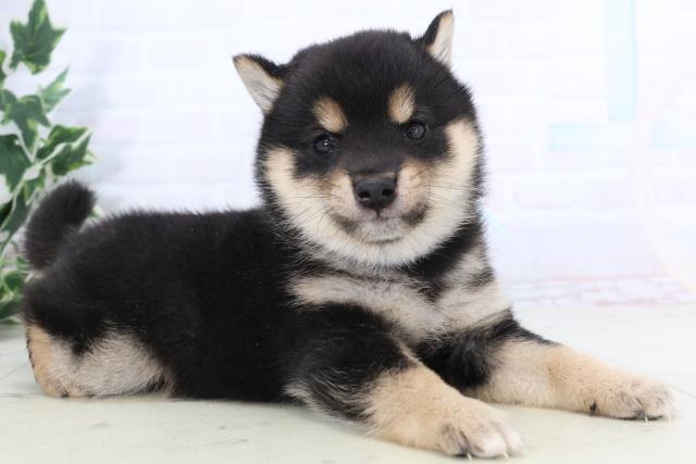 熊本県の豆柴 (Coo&RIKU宇土シティモール店/2025年11月22日生まれ/男の子/黒)の子犬の2枚目の画像