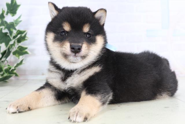 熊本県の豆柴 (Coo&RIKU宇土シティモール店/2025年11月22日生まれ/男の子/黒)の子犬の3枚目の画像