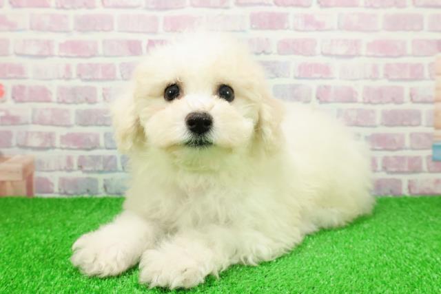 東京都のビションフリーゼ (Coo&RIKU池袋西口店/2025年11月22日生まれ/女の子/ホワイト)の子犬の2枚目の画像