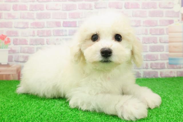 東京都のビションフリーゼ (Coo&RIKU池袋西口店/2025年11月22日生まれ/女の子/ホワイト)の子犬の3枚目の画像