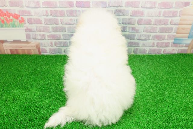 東京都のビションフリーゼ (Coo&RIKU池袋西口店/2025年11月22日生まれ/女の子/ホワイト)の子犬の4枚目の画像