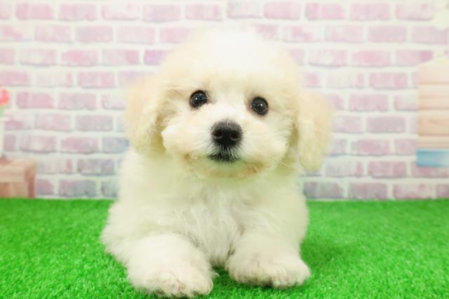 東京都のビションフリーゼ (Coo&RIKU高円寺店/2025年11月22日生まれ/女の子/ホワイト)の子犬の1枚目の画像