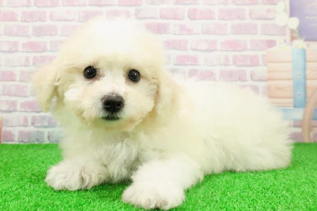 東京都のビションフリーゼ (Coo&RIKU高円寺店/2025年11月22日生まれ/女の子/ホワイト)の子犬の2枚目の画像