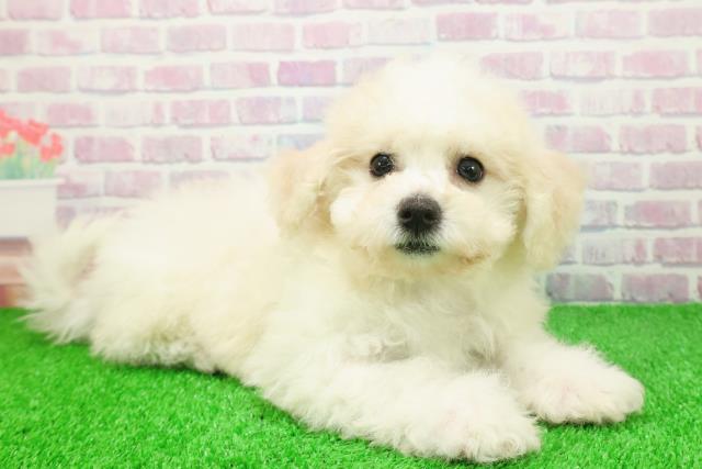 東京都のビションフリーゼ (Coo&RIKU高円寺店/2025年11月22日生まれ/女の子/ホワイト)の子犬の3枚目の画像