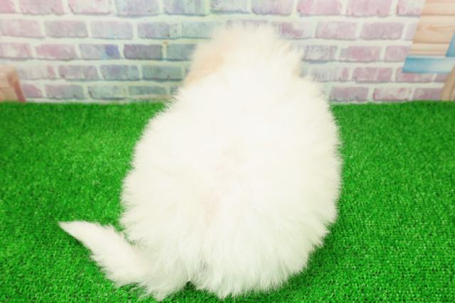 東京都のビションフリーゼ (Coo&RIKU高円寺店/2025年11月22日生まれ/女の子/ホワイト)の子犬の4枚目の画像