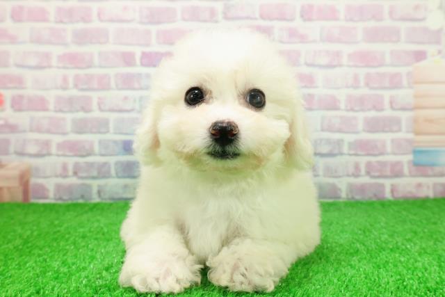 埼玉県のビションフリーゼ (Coo&RIKU大宮店/2025年11月22日生まれ/女の子/ホワイト)の子犬の1枚目の画像